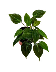 Philodendron Micans en maceta de 7.6 cm | Enredadera de hoja de terciopelo