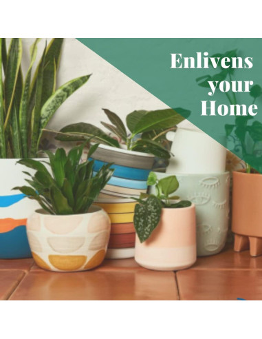 Planta de Interior Philodendron Cordatum 3" Maceta - Genérica