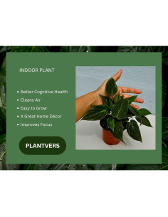 Philodendron Micans en maceta de 7.6 cm | Enredadera de hoja de terciopelo 2