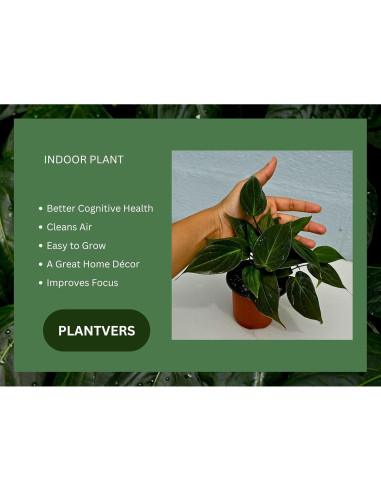 Philodendron Micans en maceta de 7.6 cm | Enredadera de hoja de terciopelo