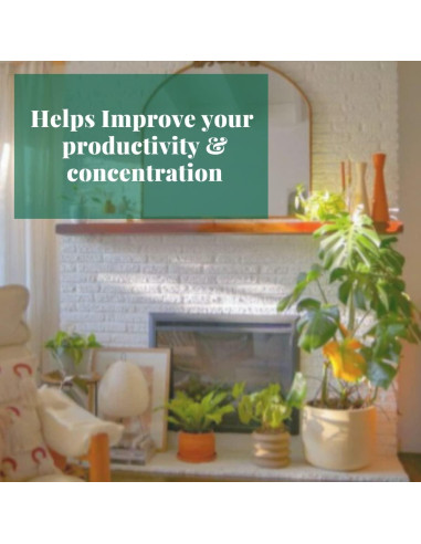 Planta de Interior Philodendron Cordatum 3" Maceta - Genérica