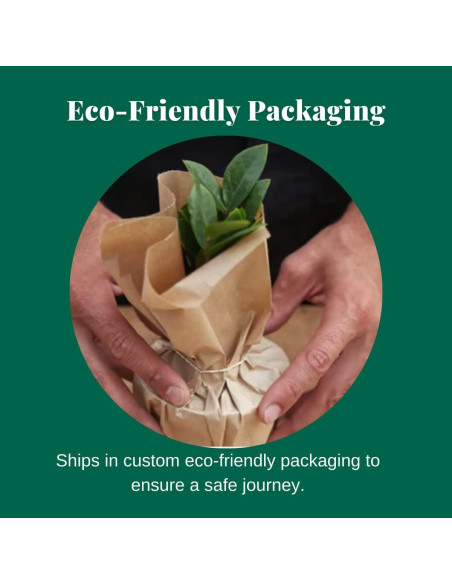 Planta de Interior Philodendron Cordatum 3" Maceta - Genérica