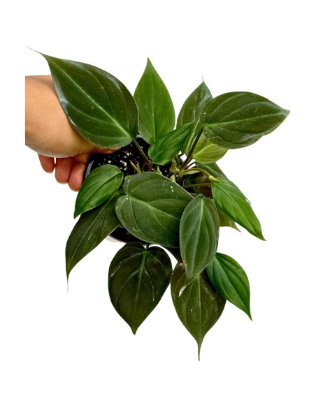 Philodendron Micans en maceta de 7.6 cm | Enredadera de hoja de terciopelo