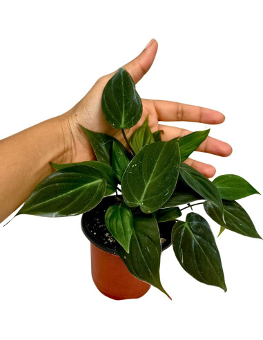 Philodendron Micans en maceta de 7.6 cm | Enredadera de hoja de terciopelo