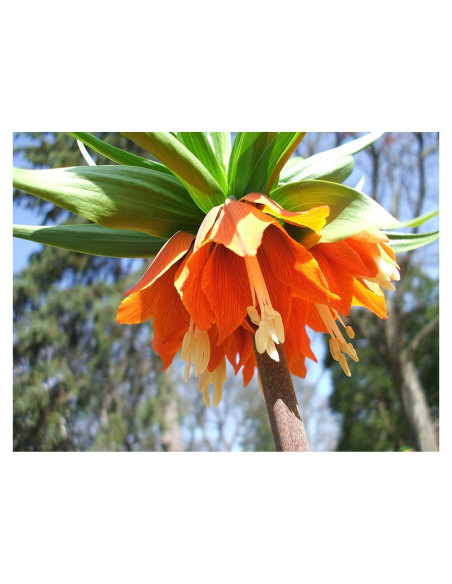 Bulbos Fritillaria Imperialis Rubra Maxima CZ Grain - 3 Bulbos
