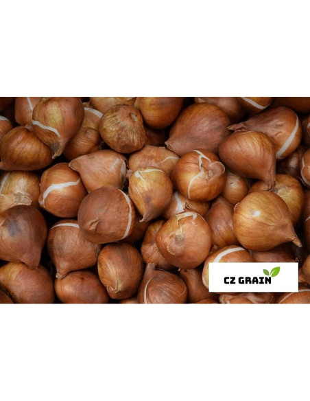 Bulbos Fritillaria Imperialis Rubra Maxima CZ Grain - 3 Bulbos