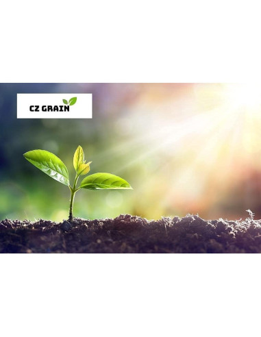 Bulbos Fritillaria Imperialis Rubra Maxima CZ Grain - 3 Bulbos