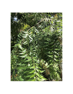 Hojas de Neem Frescas 80 unidades Goodluck Ganesha - Sin OGM