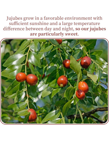 Dátil Rojo Jujube Wanhua Hall 500g Fruta Seca Dulce Natural