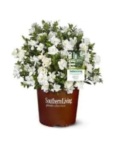 Gardenia Jubilation Southern Living 1 Galón Flores Blancas