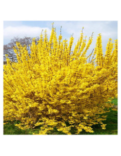 Forsythia Lynwood Gold 1 Paquete - Arbusto Floral Amarillo