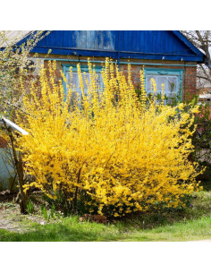 Planta Forsythia Lynwood Gold UIOTER Amarilla 15-30 cm 2