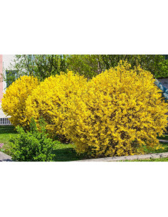 Forsythia Lynwood Gold 1 Paquete - Arbusto Floral Amarillo 2