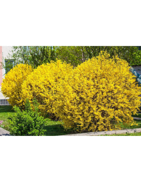Forsythia Lynwood Gold 1 Paquete - Arbusto Floral Amarillo