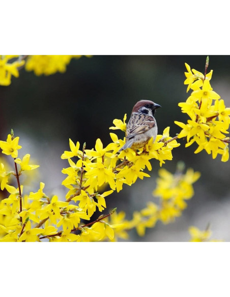Forsythia Lynwood Gold 1 Paquete - Arbusto Floral Amarillo