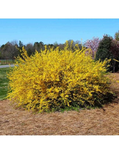 Forsythia Lynwood Gold 1 Paquete - Arbusto Floral Amarillo