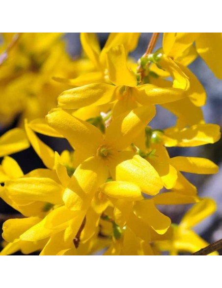 Forsythia Lynwood Gold 1 Paquete - Arbusto Floral Amarillo