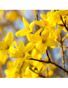 Planta Forsythia Lynwood Gold UIOTER 15-30 cm Amarillo 2