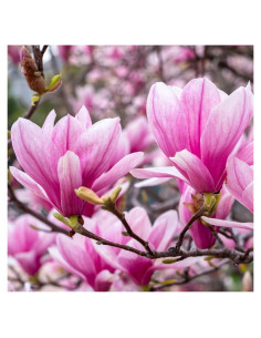 Planta Magnolia Ann 1 UIOTER 15-30 cm en Maceta 6.35 cm