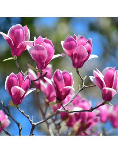 Planta Magnolia Ann 1 UIOTER 15-30 cm en Maceta 6.35 cm