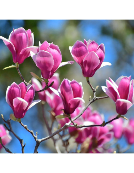 Planta Magnolia Ann 1 UIOTER 15-30 cm en Maceta 6.35 cm