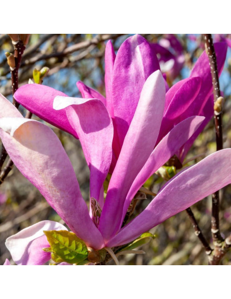 Planta Magnolia Ann 1 UIOTER 15-30 cm en Maceta 6.35 cm