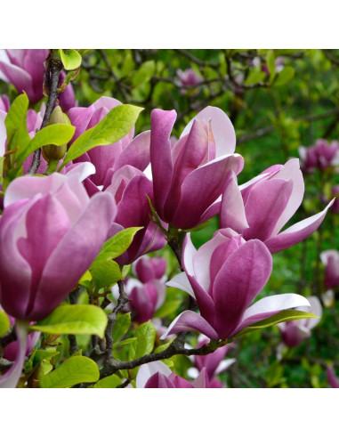 Planta Magnolia Ann 1 UIOTER 15-30 cm en Maceta 6.35 cm