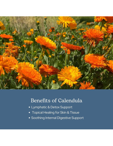 Cápsulas de Caléndula Ecléctica 90 CT - Suplemento Herbal Vegano