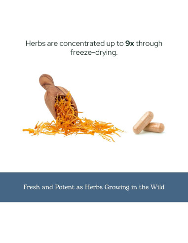 Cápsulas de Caléndula Ecléctica 90 CT - Suplemento Herbal Vegano