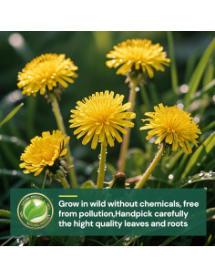 Té Herbal Diente de León Solisleaf 50 Bolsitas 108g 2