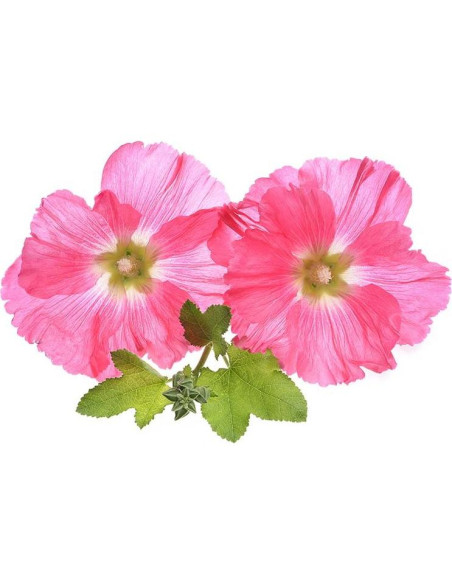 Raíz de Malvavisco Seco Biokoma 50g - Té Herbal Natural Kosher