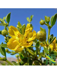 Polvo de Hoja de Chaparral 113.4g - Herb To Body - Sin Aditivos 2