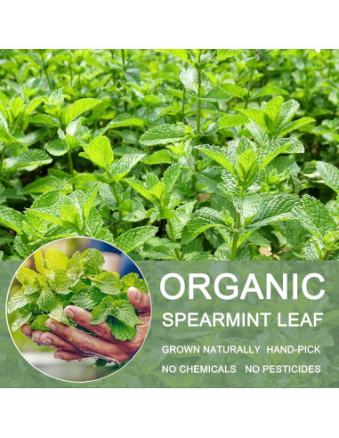 Té de Menta Verde Orgánico T'SMOMENT 30 Bolsitas 100% Natural