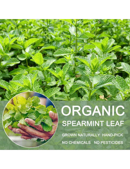 Té de Menta Verde Orgánico T'SMOMENT 30 Bolsitas 100% Natural