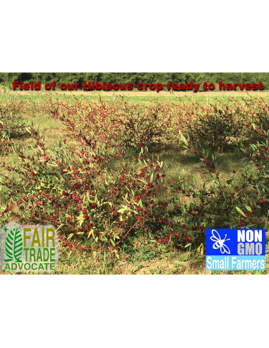 Té Herbal de Hibisco Sorrel RHS 170 Gr - 100% Natural Seco