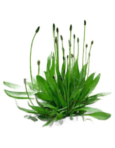 Planta de Plátano de Hoja Estrecha Genérica 3 Unidades