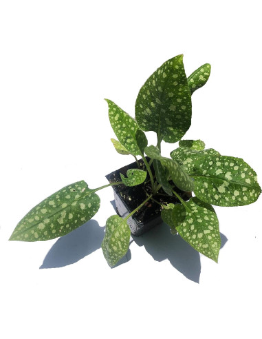 Planta Pulmonaria Orgánica Smoke Camp Crafts 6.35 cm