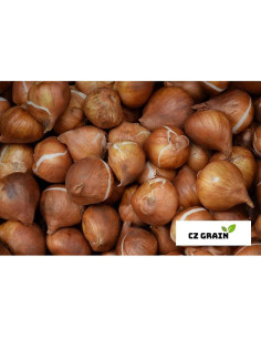 Bulbos de Fritillaria Imperialis Rubra Maxima CZ Grain - 1 Bulbo 2