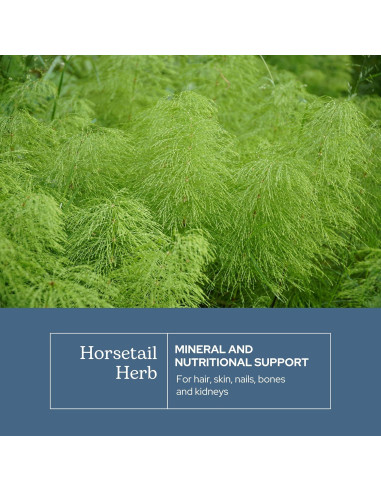 Cápsulas de Cola de Caballo Cruda Liofilizada Eclectic 90 CT