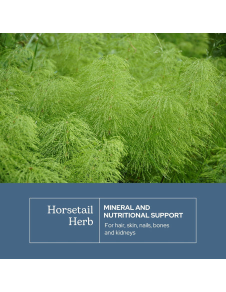 Cápsulas de Cola de Caballo Cruda Liofilizada Eclectic 90 CT