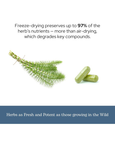 Cápsulas de Cola de Caballo Cruda Liofilizada Eclectic 90 CT