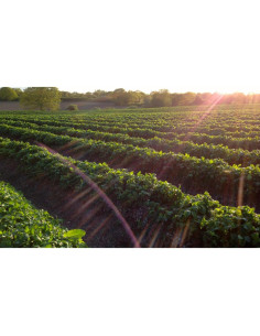 Conserva de Albaricoque Tiptree 28.35g - Paquete de 72 frascos 2