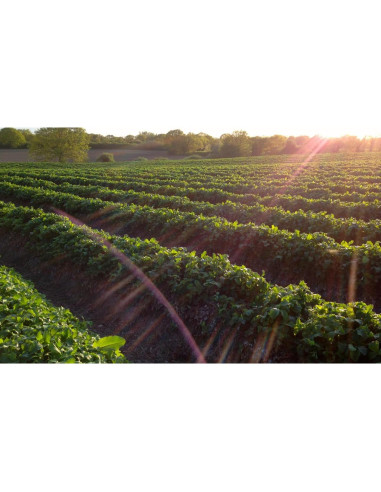 Conserva de Albaricoque Tiptree 28.35g - Paquete de 72 frascos