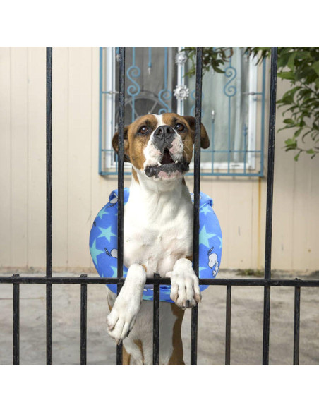 Collar de Seguridad para Perros Yuyuso - Previene Escapes 21.6 cm