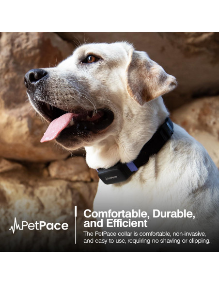 Collar Inteligente PetPace 2.0 Pequeño - Monitoreo Salud Canina