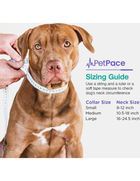 Collar Inteligente PetPace 2.0 Pequeño - Monitoreo Salud Canina