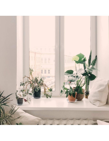 Plato para Plantas Rocutus 15.24 cm - Paquete de 20 Bandejas de Goteo