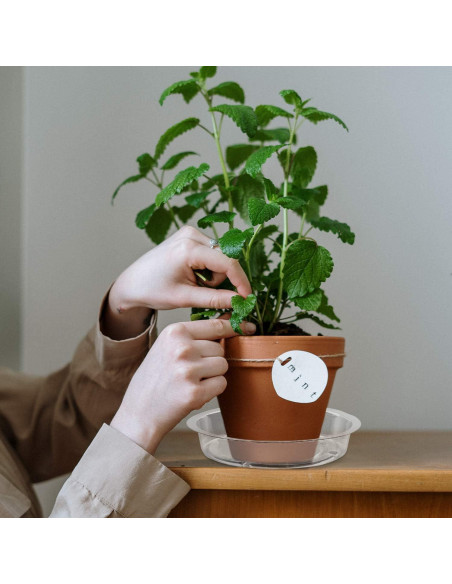 Plato para Plantas Rocutus 15.24 cm - Paquete de 20 Bandejas de Goteo