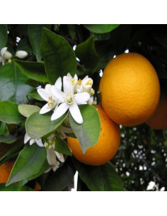 Aceite Fragante Flor de Naranjo y Miel VCS 240 ml - Para Velas y Jabones 2