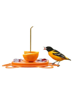 Comedero para Orioles Birds Choice Oriolefest 12 oz Naranja